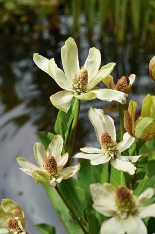  Anemopsis californica - Yerba Mansa - Mansa kalifornská F